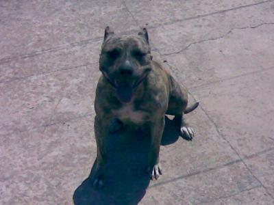 pit zwine